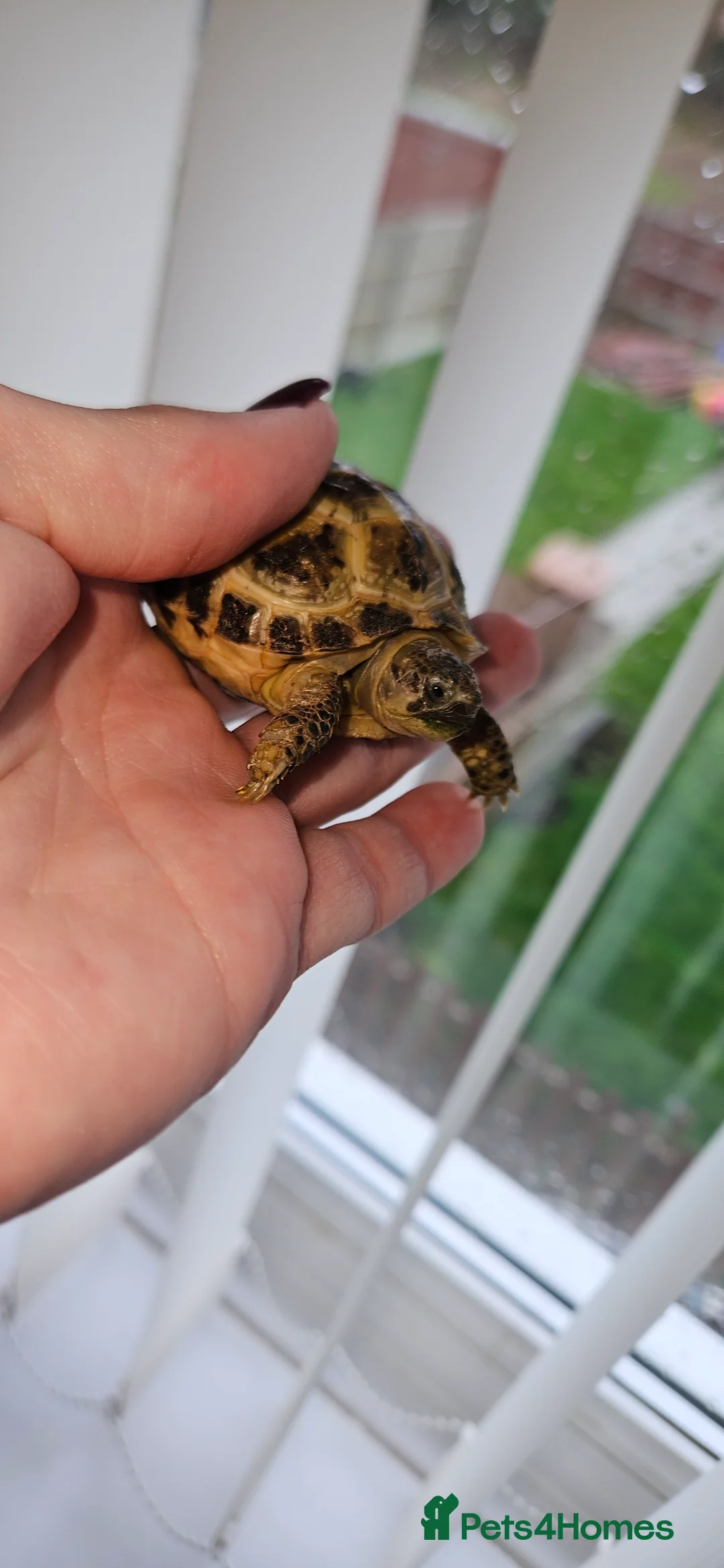 Tortoise reptiles for sale: Horsefield tortoise & setup - Advert 3