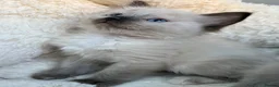 Ragdoll cats for sale: 🎖️GCCF🏆RAGDOLLS 11WKS **EXTENSIVE GENETIC TEST** - Advert 26
