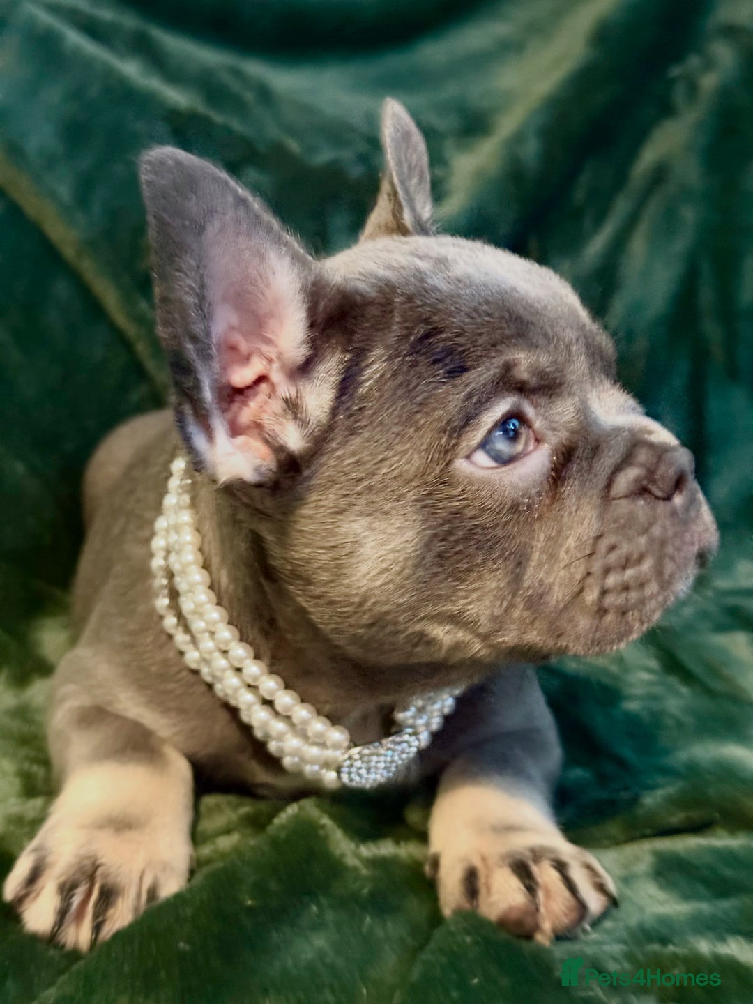 French Bulldog dogs for sale: Fluffy French bull dogs  - Image 16