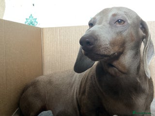 Miniature Dachshund dogs - Advert 1