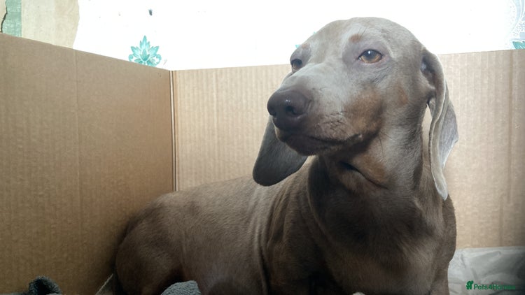 Miniature Dachshund dogs - Advert 12