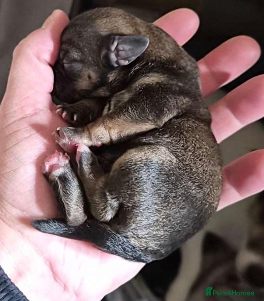 Mixed Breed dogs Jackrussles border  - Advert 5