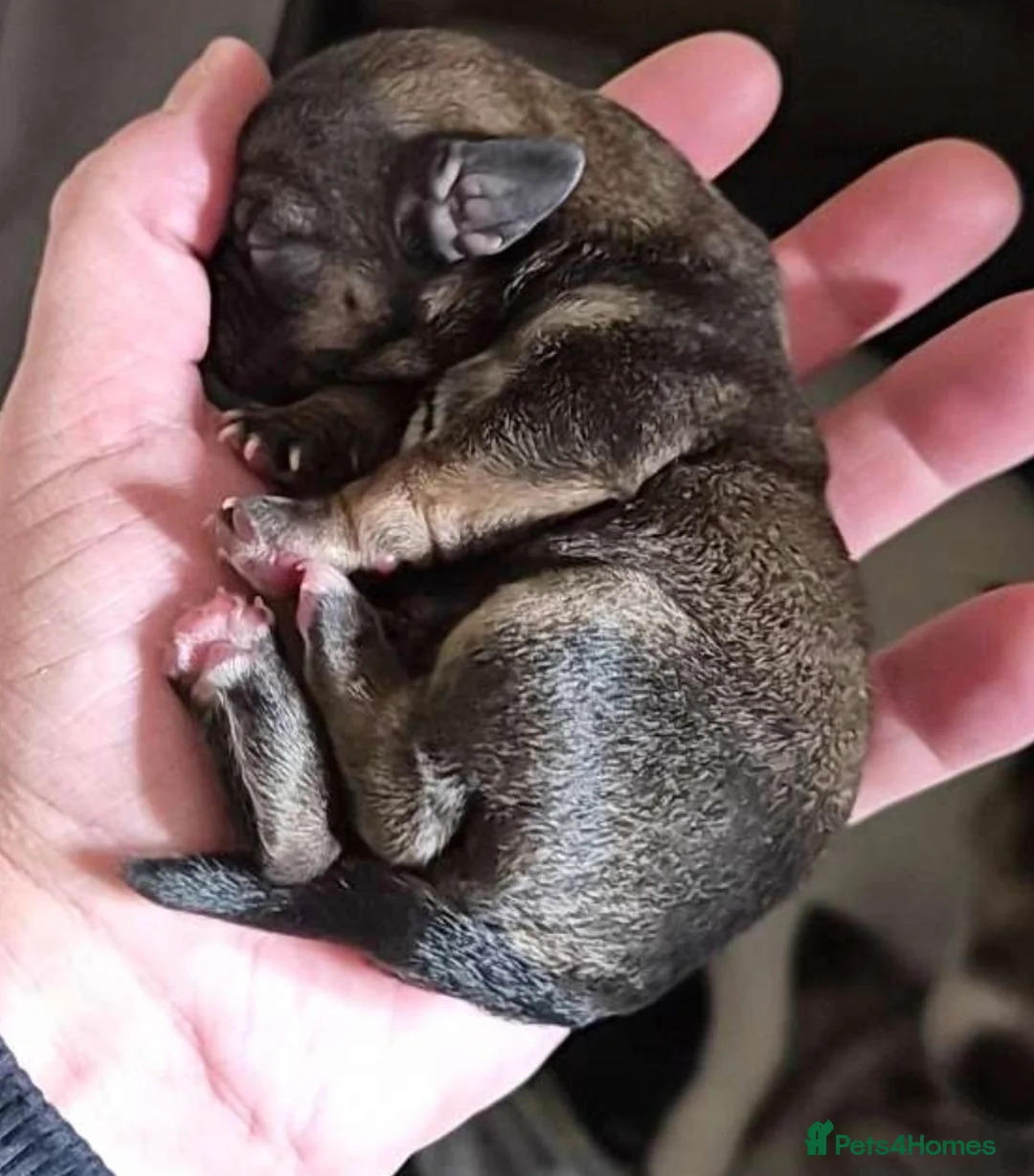 Mixed Breed dogs for sale: Jackrussles border  - Advert 1