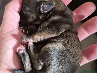 Mixed Breed dogs Jackrussles border - Advert 4