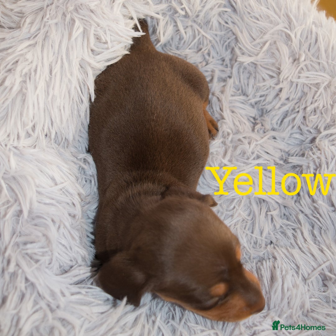 Miniature Dachshund dogs for sale: 4 KC Reg Miniature Dachshund - 3 Boys & 1 Girl - Advert 10