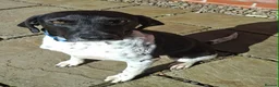 Mixed Breed dogs for adoption:  Stratos ❤️  - Advert 1