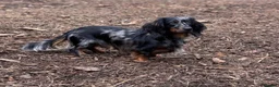 Miniature Dachshund dogs for sale: STUNNING TRUE TO TYPE MINIATURE DACHSHUNDS - Advert 8