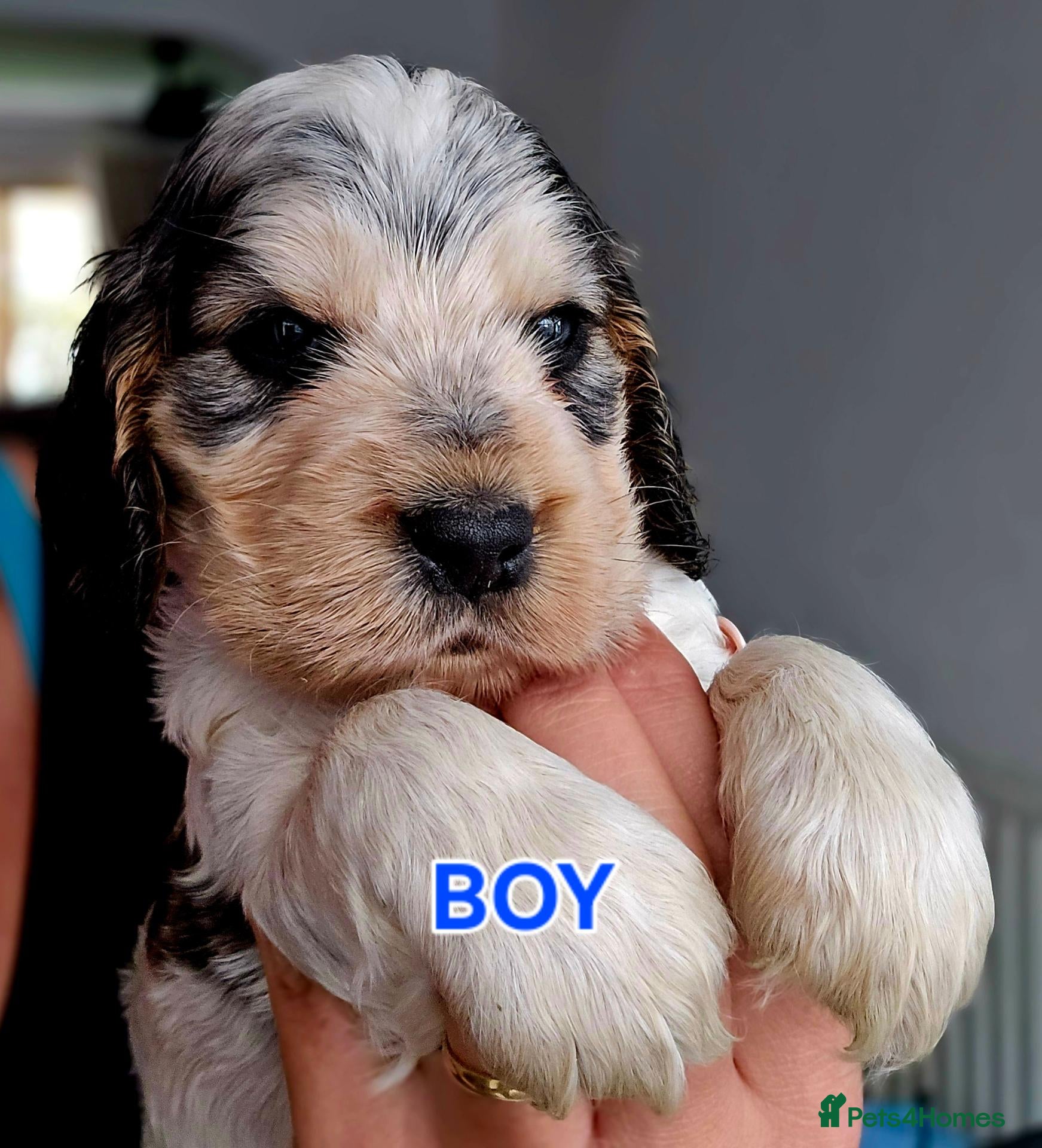 Cocker Spaniel dogs KC Reg Show Cocker Spaniel Pups Health Clear Boys - Advert 1