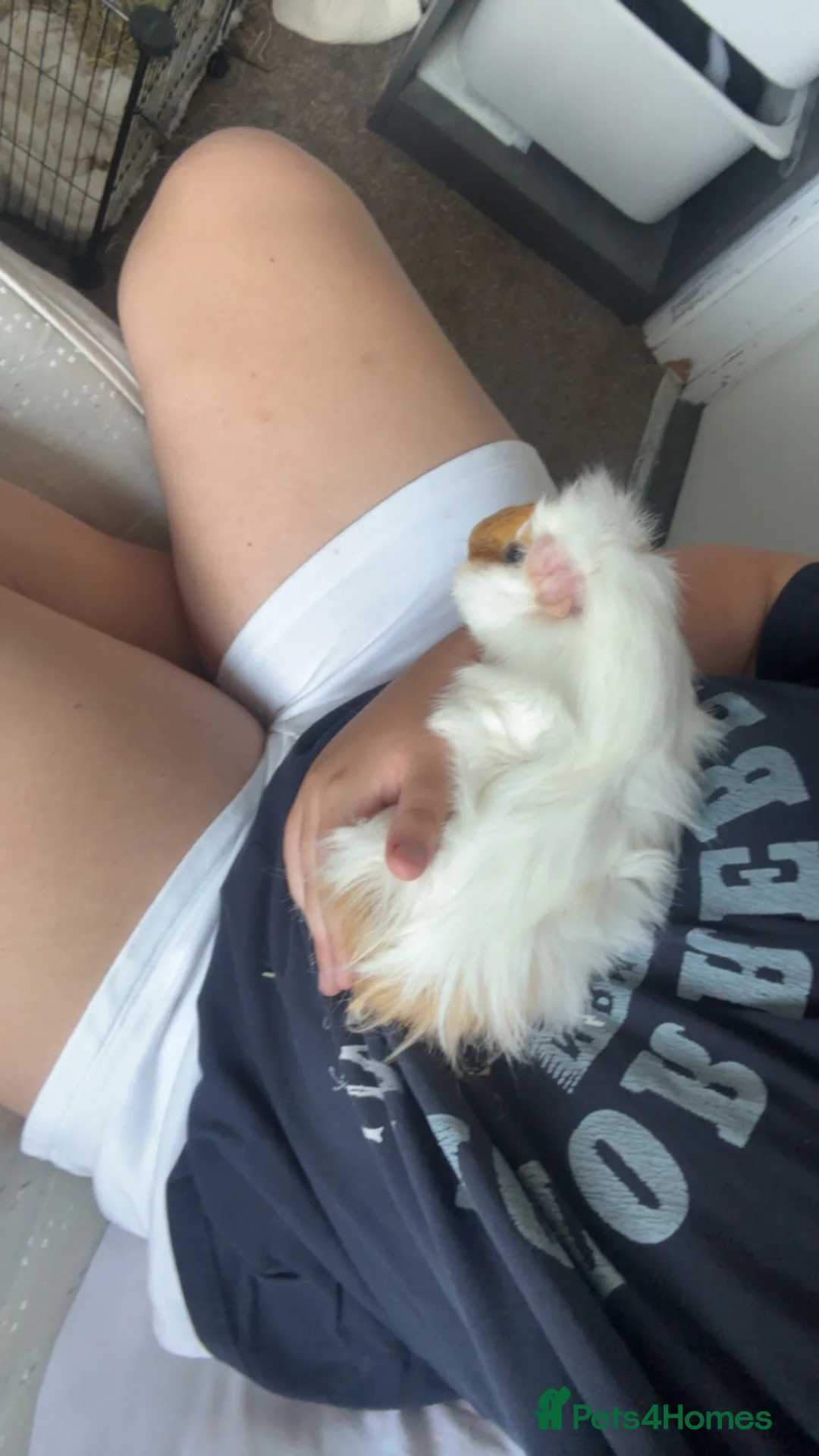 Guinea Pig rodents for sale: Two male guinea pigs in Morden - Advert 2
