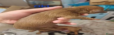 Obi