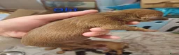 Mixed Breed dogs for sale: Bulldach puppies in Doncaster - Advert 4
