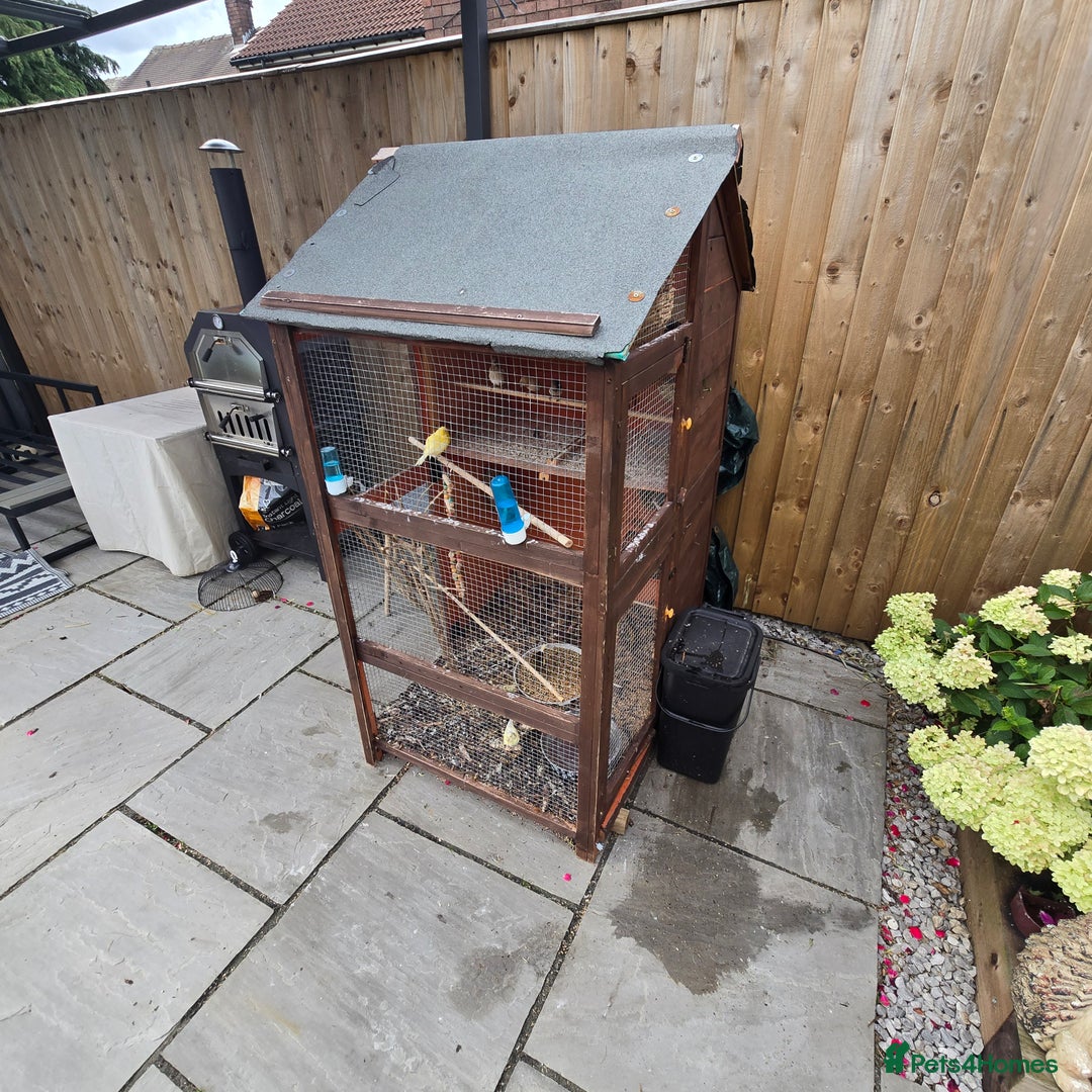 Mixed Breed birds for sale: BIRD AVIARY INCLUDING ALL BIRDS  - Image 3