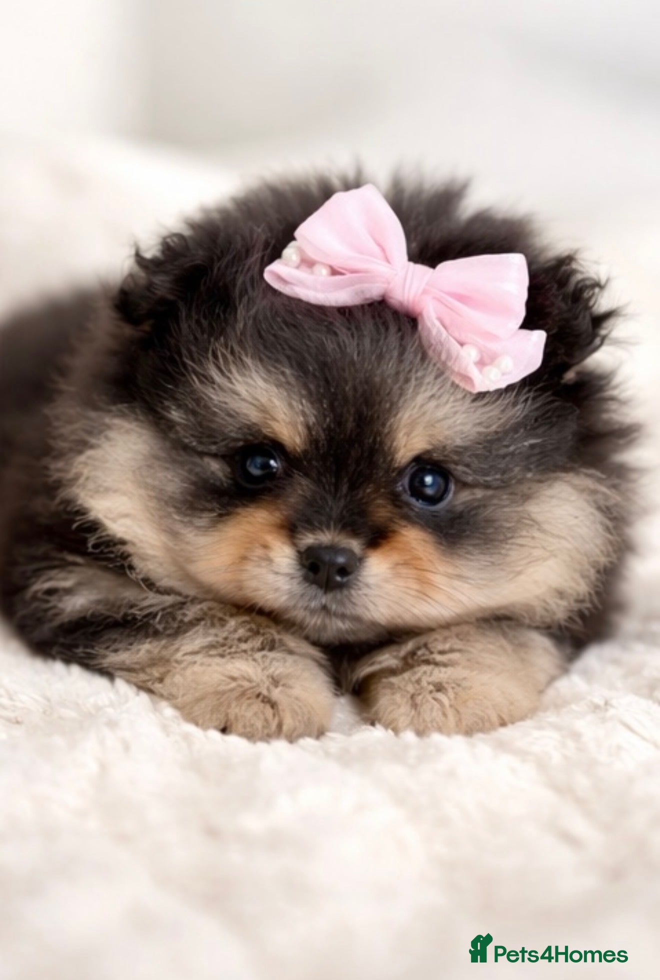 Pomeranian dogs Pomeranian puppy! CHAMPION BLOODLINES - Advert 15