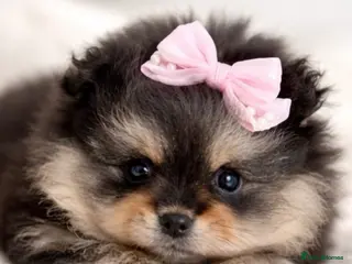 Pomeranian dogs Pomeranian puppy! CHAMPION BLOODLINES - Advert 2