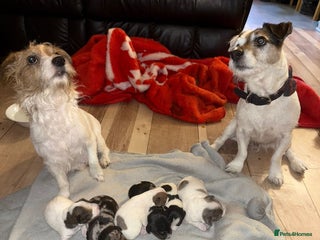 Jack Russell dogs - Advert 2