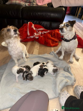 Jack Russell dogs - Advert 2