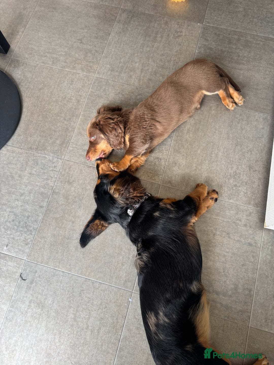 Miniature Dachshund dogs for sale: Rehoming - Advert 9