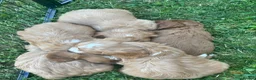 Cockapoo dogs for sale: Beautiful cockapoos - Advert 27