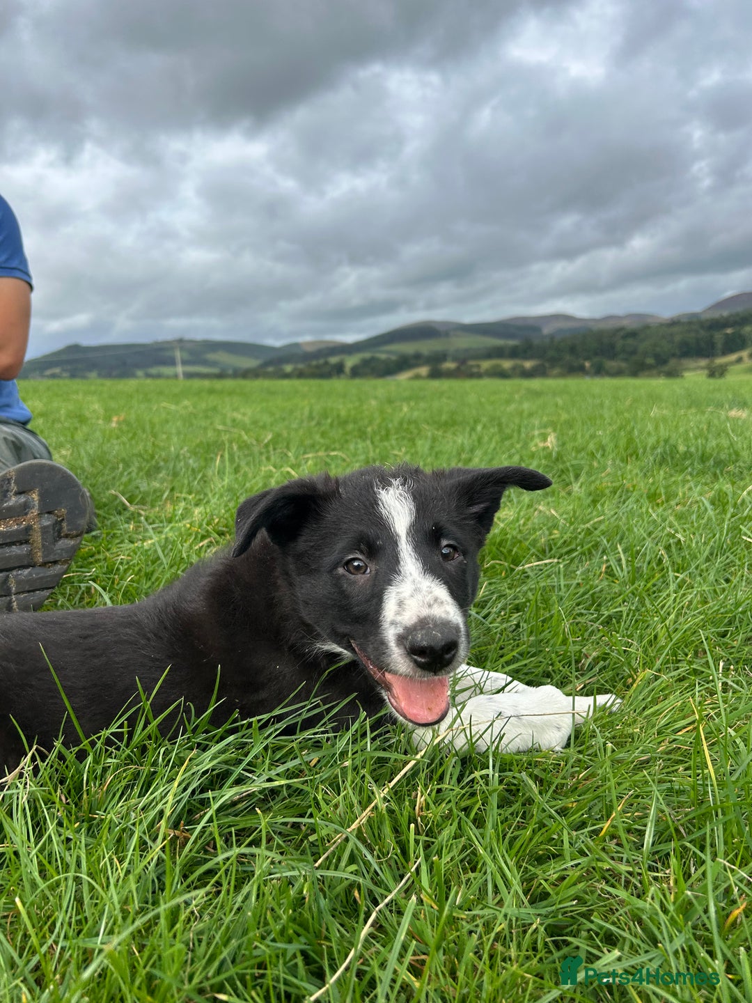 Border Collie dogs for sale: ⭐️ Border Collie Puppies ⭐️ - Image 14