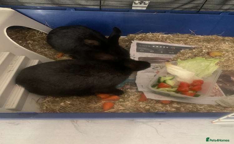 Mixed Breed rabbits - Advert 4