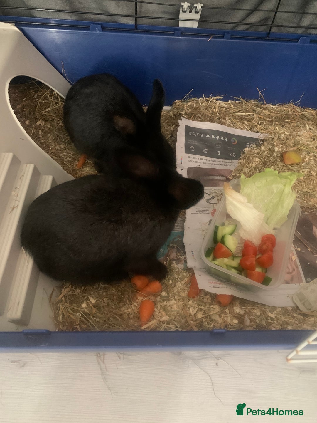 Mixed Breed rabbits for sale: 2 black male rabbits FREE to good home - Image 1