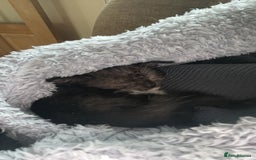 Domestic Shorthair cats for sale: Black male kitten - Image 2