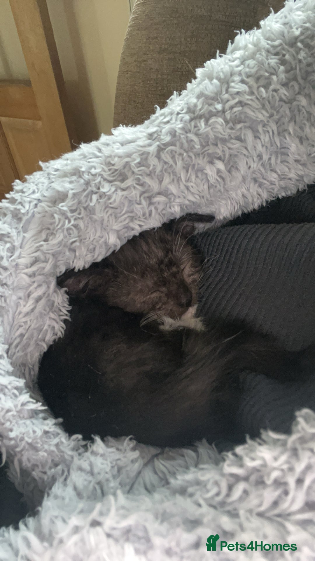 Domestic Shorthair cats for sale: Black male kitten - Image 2