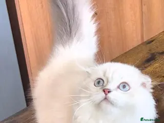Scottish Fold cats Beautiful lilac boy - Advert 3