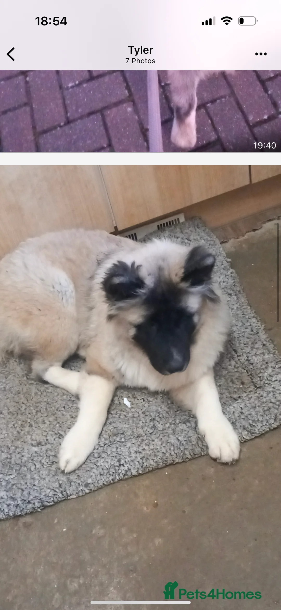 Akita dogs for sale: American akita - Advert 2