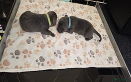 Cane Corso dogs for sale: 8 beautiful cane corsos  - Image 10