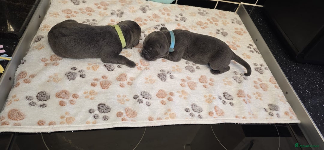 Cane Corso dogs for sale: 8 beautiful cane corsos  - Image 10