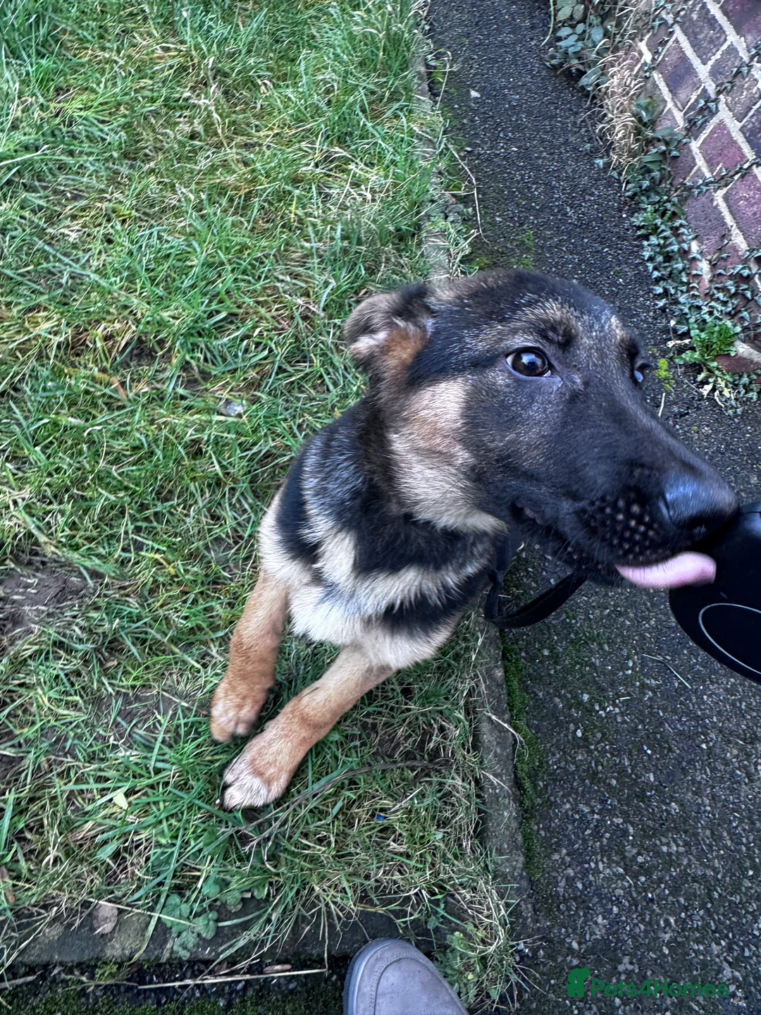 German Shepherd dogs for sale: Adorable German shepherd female 16weeks old!! - Advert 5
