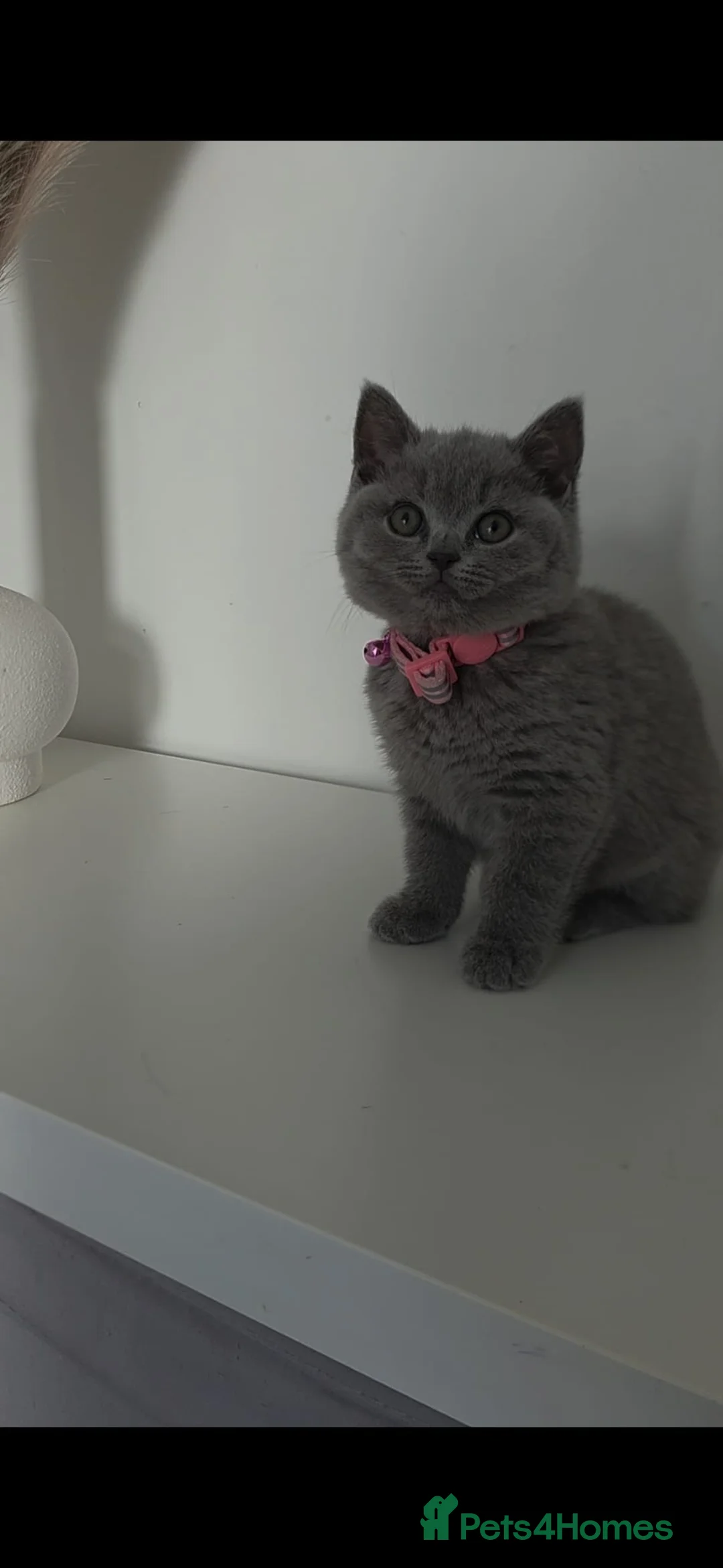 British Shorthair cats for sale: British Shorthair Beautiful Girl/Female 9 weeks - Advert 8