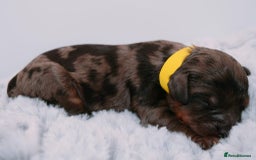 Cavapoo dogs for sale: Extensively Health tested Rare F1 Cavapoos - Image 15