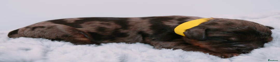 Yellow collar merle boy