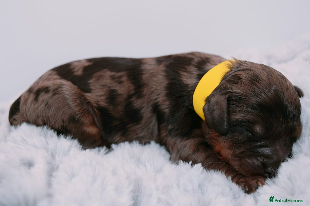 Cavapoo dogs for sale: Extensively Health tested Rare F1 Cavapoos - Image 15