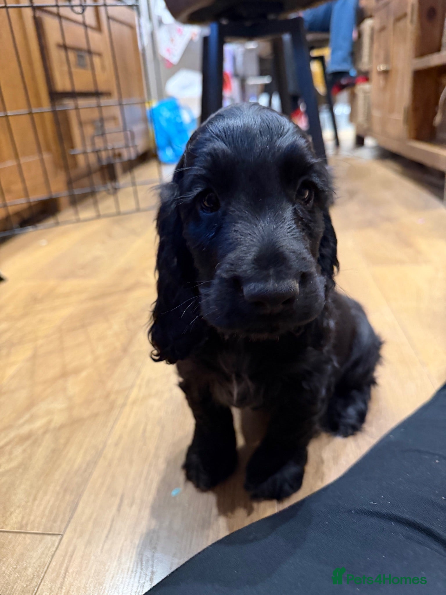 Cocker Spaniel dogs Show cocker puppies- 1 black boy  - Advert 1