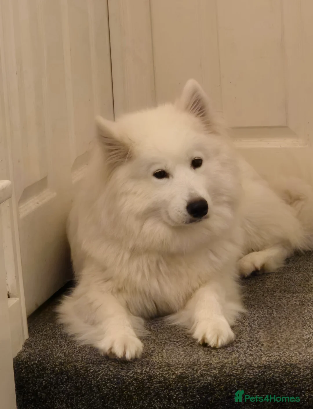 Samoyed dogs for sale: Samoyed Puppies, KC Registered & Health Screened in Barnsley - Advert 7