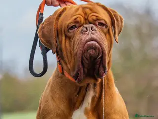 Dogue De Bordeaux dogs Dogue de Bordeaux ( Full fertility Work Included) in London - Advert 1