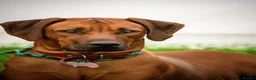 Rhodesian Ridgeback dogs for sale: Waiting list open  - Advert 4