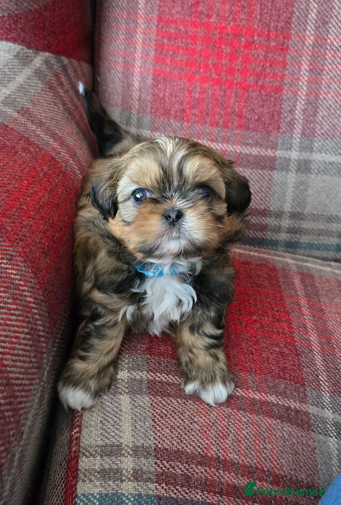 Shih Tzu dogs Beautiful shih txu pups - Advert 3