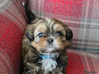 Shih Tzu dogs Beautiful shih txu pups - Advert 17