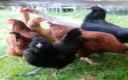 Chickens poultry for sale: Pullets/hens for sale - chickens in Hungerford - Image 6