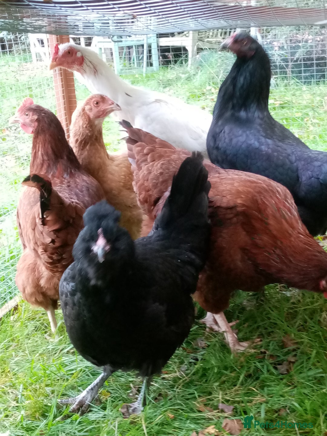 Chickens poultry for sale: Pullets/hens for sale - chickens in Hungerford - Image 6