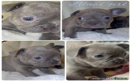 French Bulldog dogs for sale: Lilac blue eyed litter of 6. DWKC registered  - Image 10