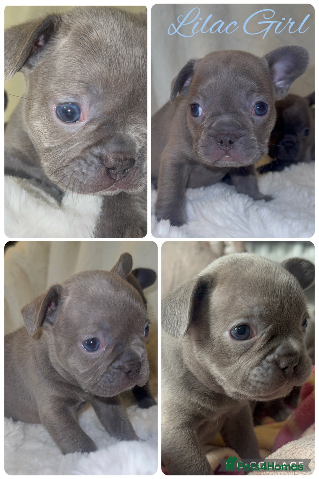 French Bulldog dogs for sale: Lilac blue eyed litter of 6. DWKC registered  - Image 10