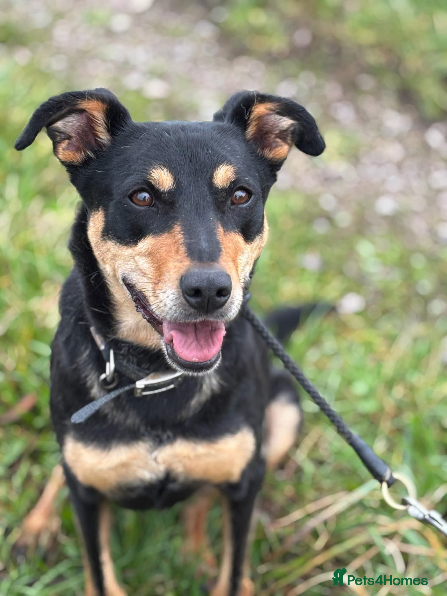 Mixed Breed dogs Miss Maddy - 999 days in kennels 💔💔💔 in Caldicot - Advert 2