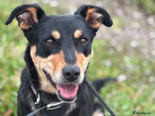 Mixed Breed dogs Miss Maddy - 999 days in kennels 💔💔💔 in Caldicot - Advert 6