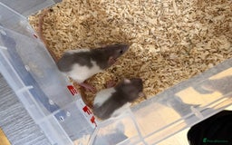 Rat rodents for sale: Pet rats for sale male and female Ava  - Image 4