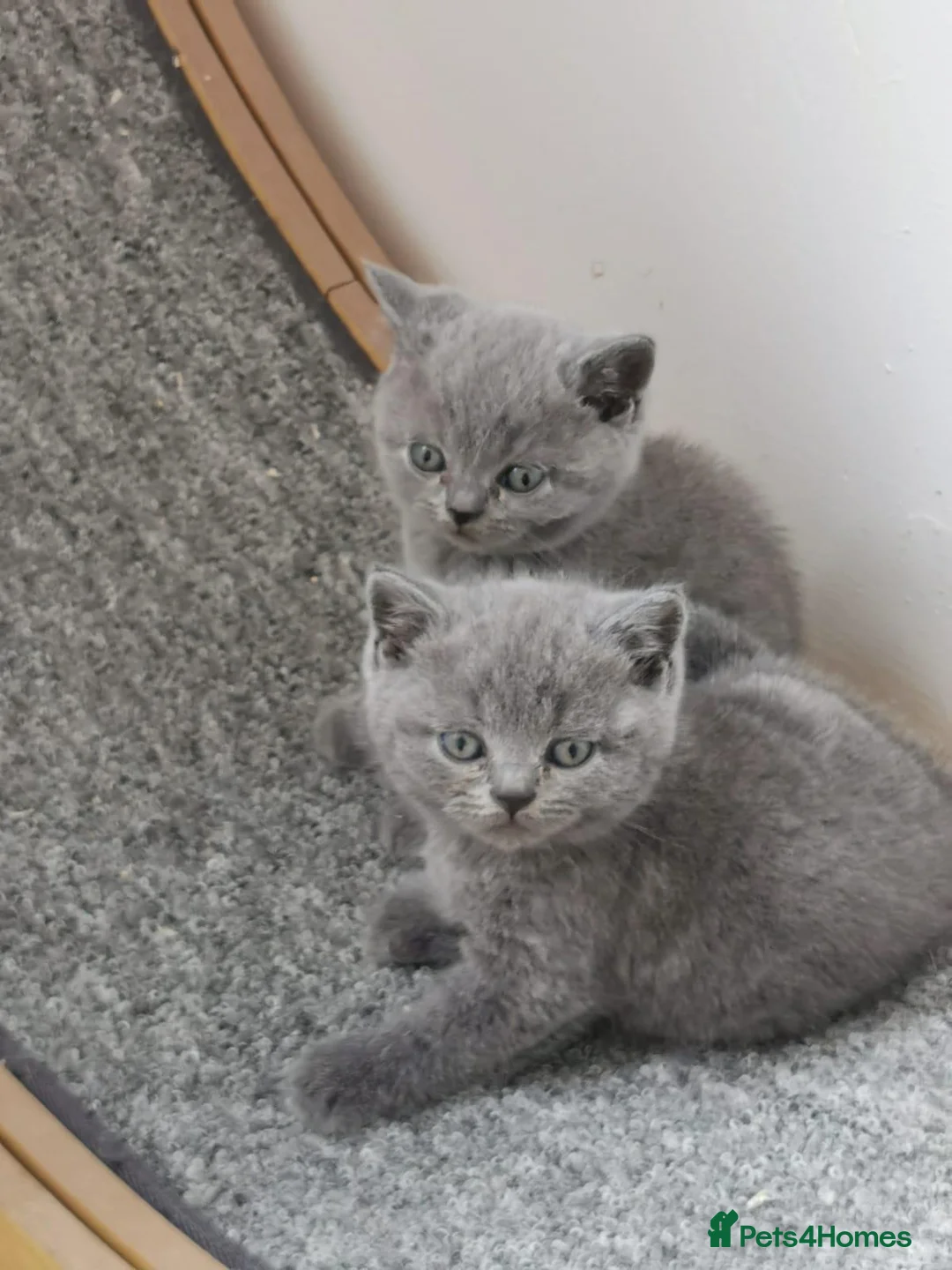 British Shorthair cats for sale: British shorthand kittens  - Advert 2